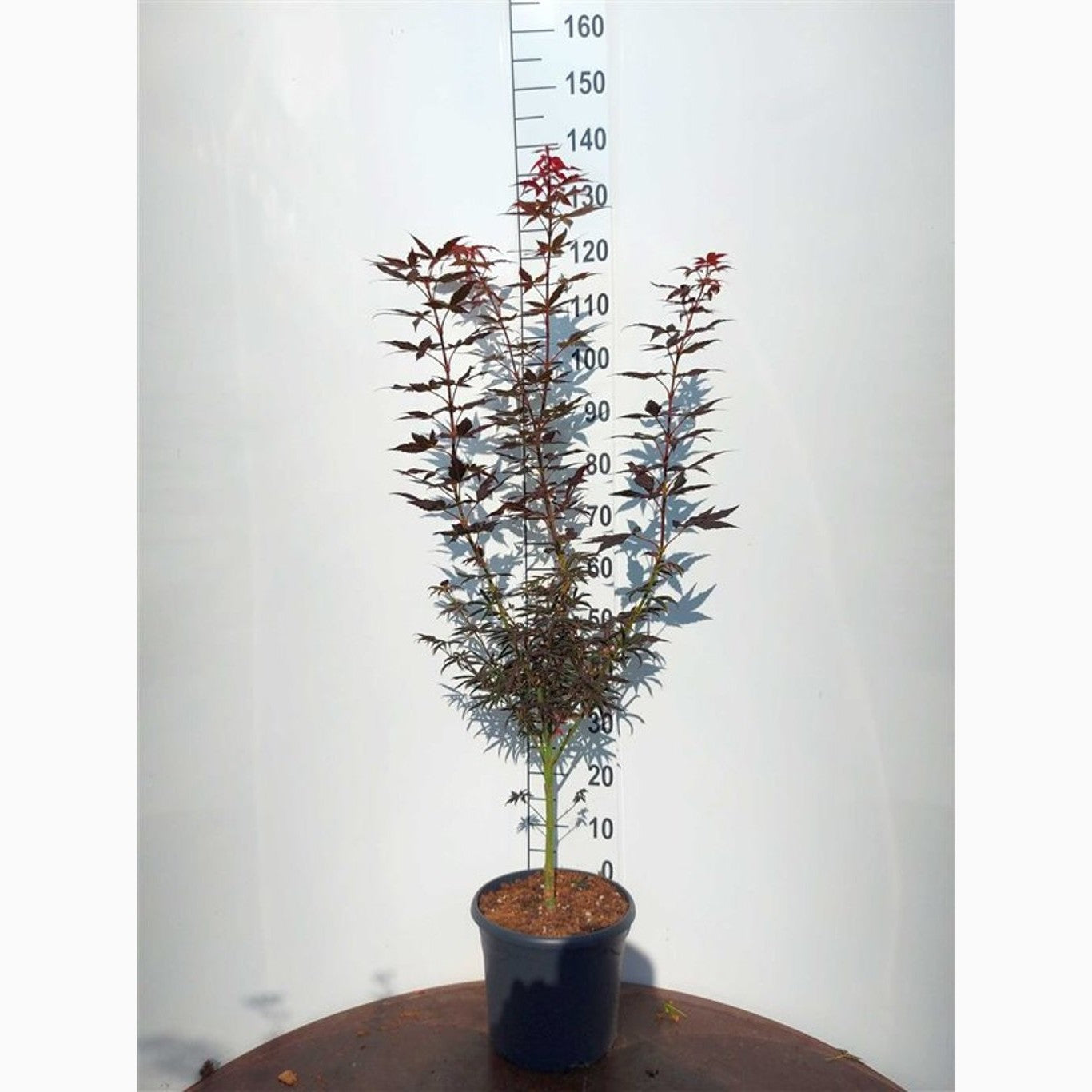 Japansk lönn – Acer pal. 'Starfish' ® - C10 80-100 CM